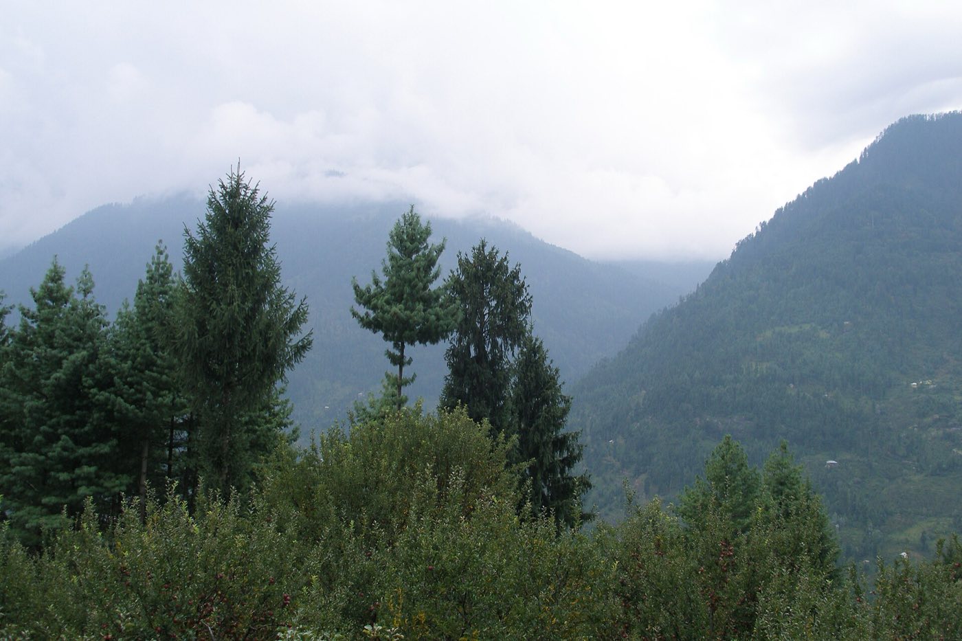 The deodar road to Jana